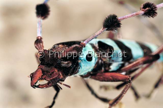 Rosalia lameerei.JPG - Rosalia lameerei (Portrait)Longicorne Long horned beetleColeopteraCerambycidaeBirmanie
